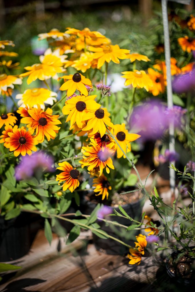 Yellow and purple flowers in a flowerbed