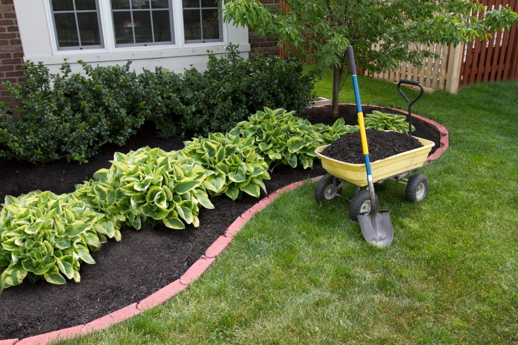 A well manicured flower bed with shrubs and hostas next to a yellow wagon and shovel with black mulch