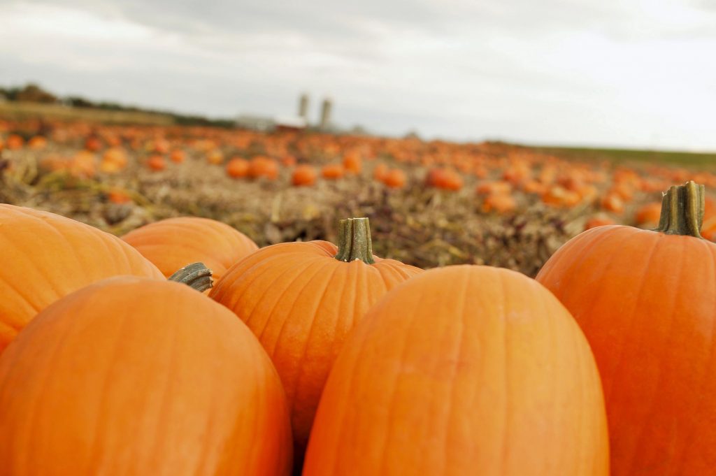 Six pumpkins in the forefront of a pumpkin patch on a fall day