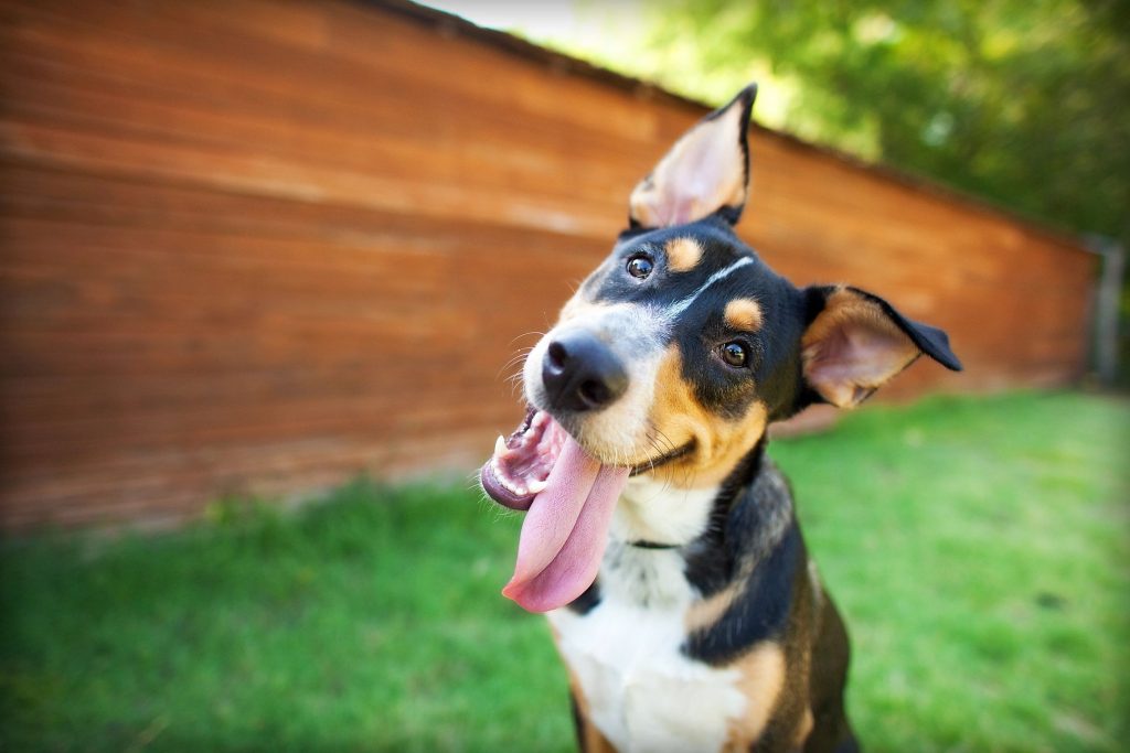 A black, tan, and white dog with his head tilted and tongue hanging out of his mouth