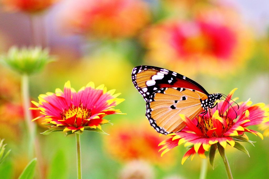 A monarch butterfly sitting on top of pink and yellow flower surrounded by pink and yellow flowers.