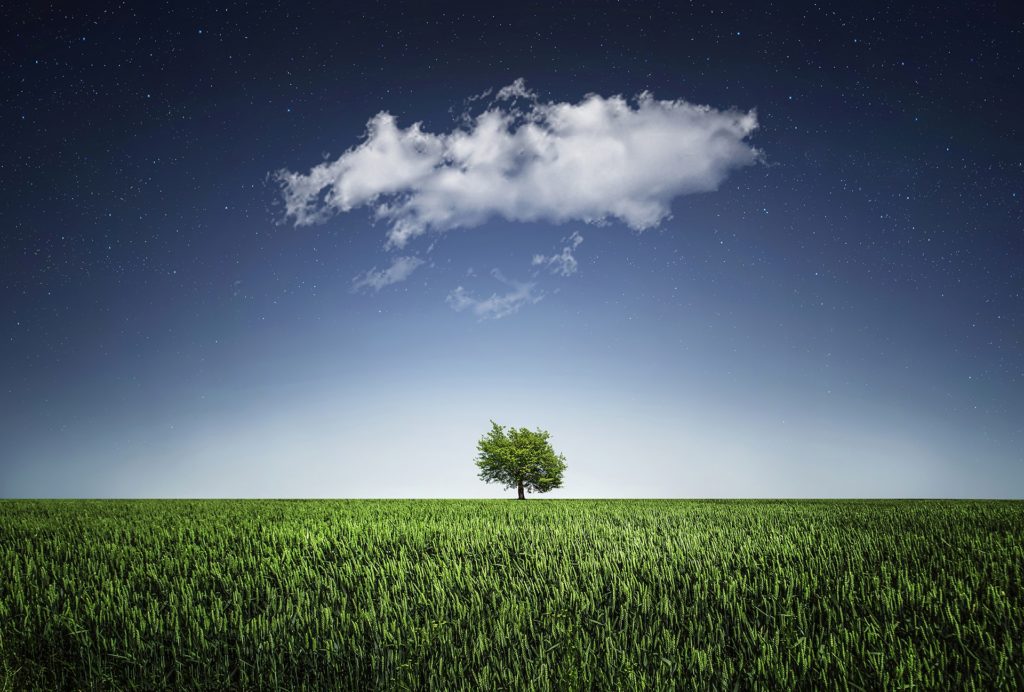 A tree standing alone in a large grassy field under an early evening sky.