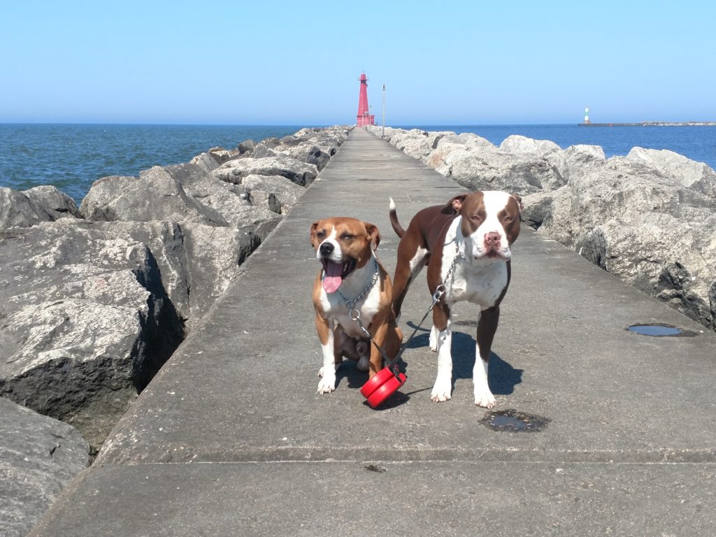 Two brown and white pitbull mixes on a catwalk with a red lighthouse in the background.