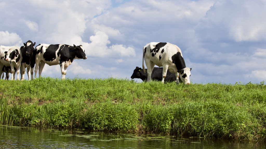 Black and white cows grazing on a dairy farm in front of a pond.