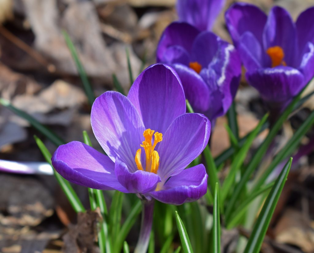 Vibrant purple flowers in the sunlight.