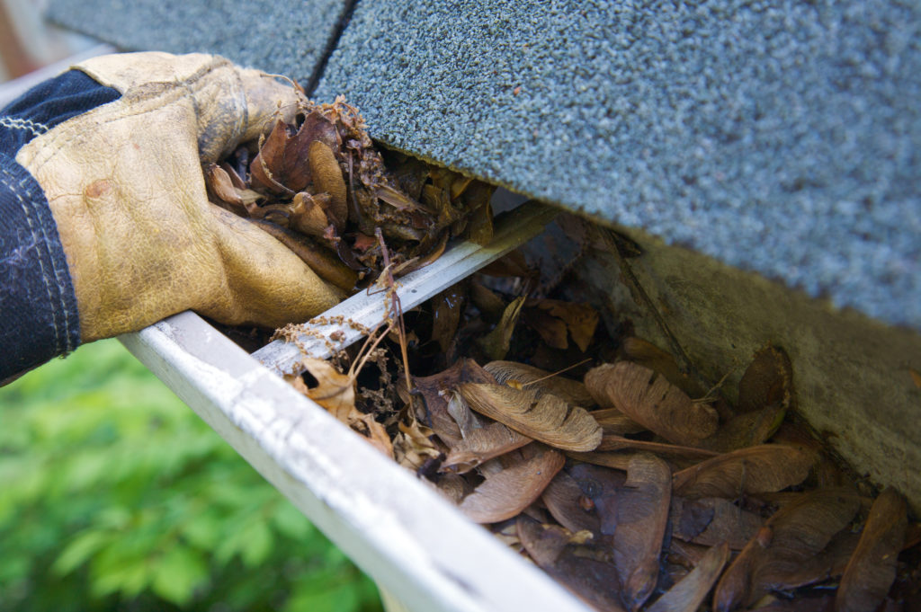 A hand with a work glove scooping leaves and seeds out of a gutter.