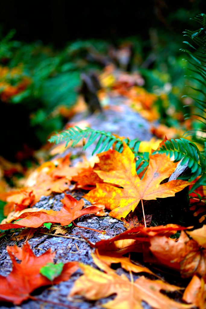 Orange and red maple leaves resting on green ferns and logs on a forest floor.