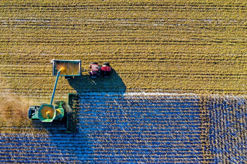 Two farming machines harvesting grain.