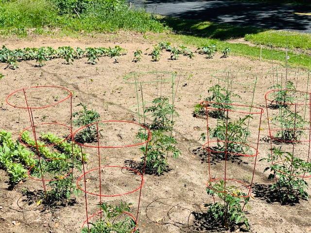 Vegetable garden with tomato plants in cages.