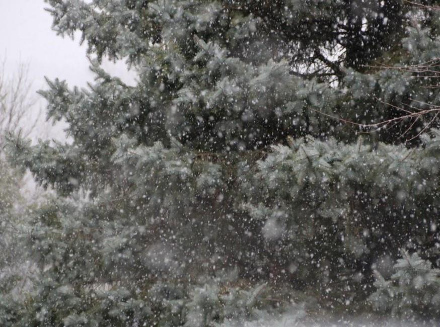 Snow falling heavily in front of a pine tree in Kalamazoo, Michigan.