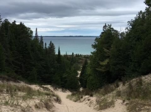 A path on sand dunes lined by trees leading down to the water.
