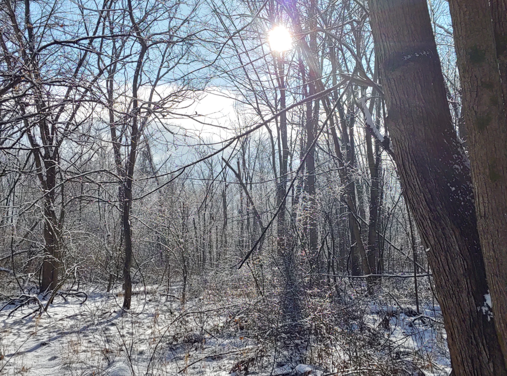 A snowy wooded area in Arlington Township, Michigan on a sunny afternoon.