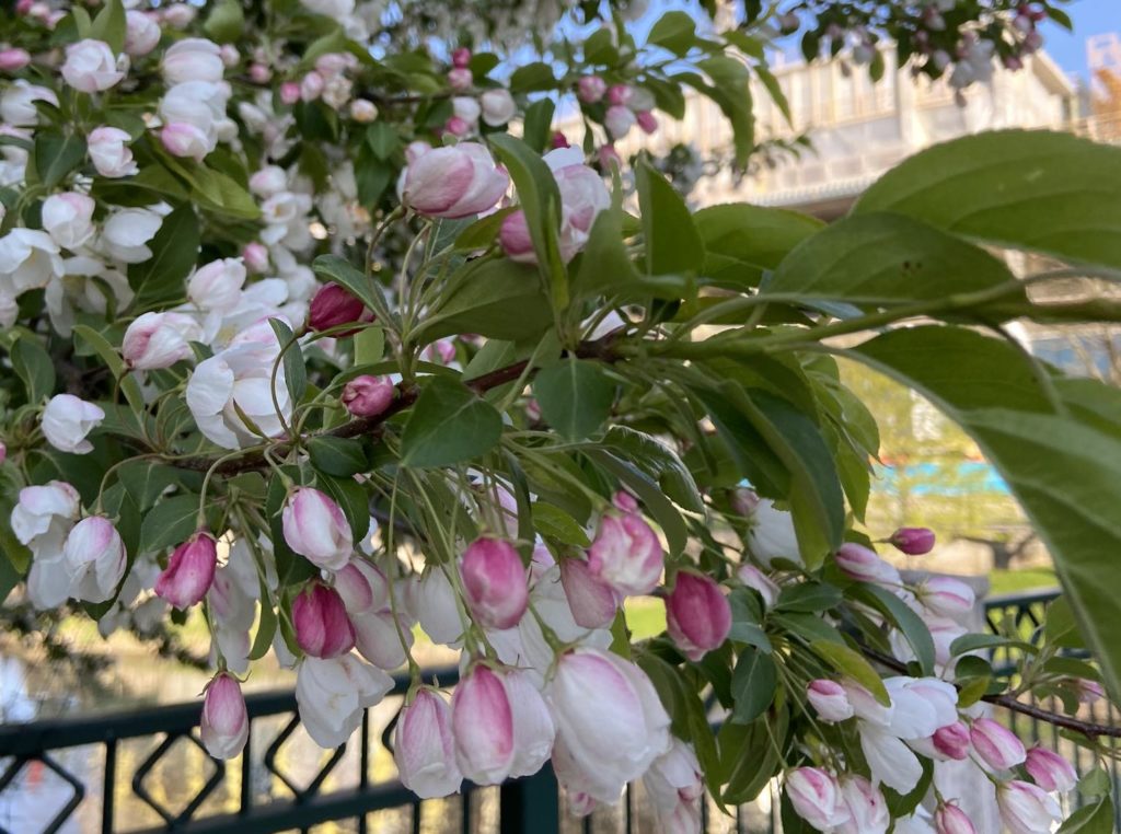 White and pink blossoms in mid bloom overhanging an iron fence in front of apartment complex.