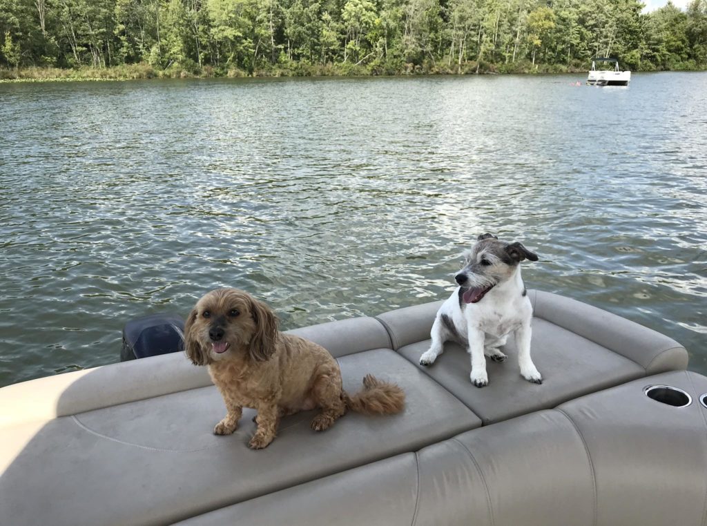 A brown dog and a white dog on a pontoon on Lake Odessa in the Summer.