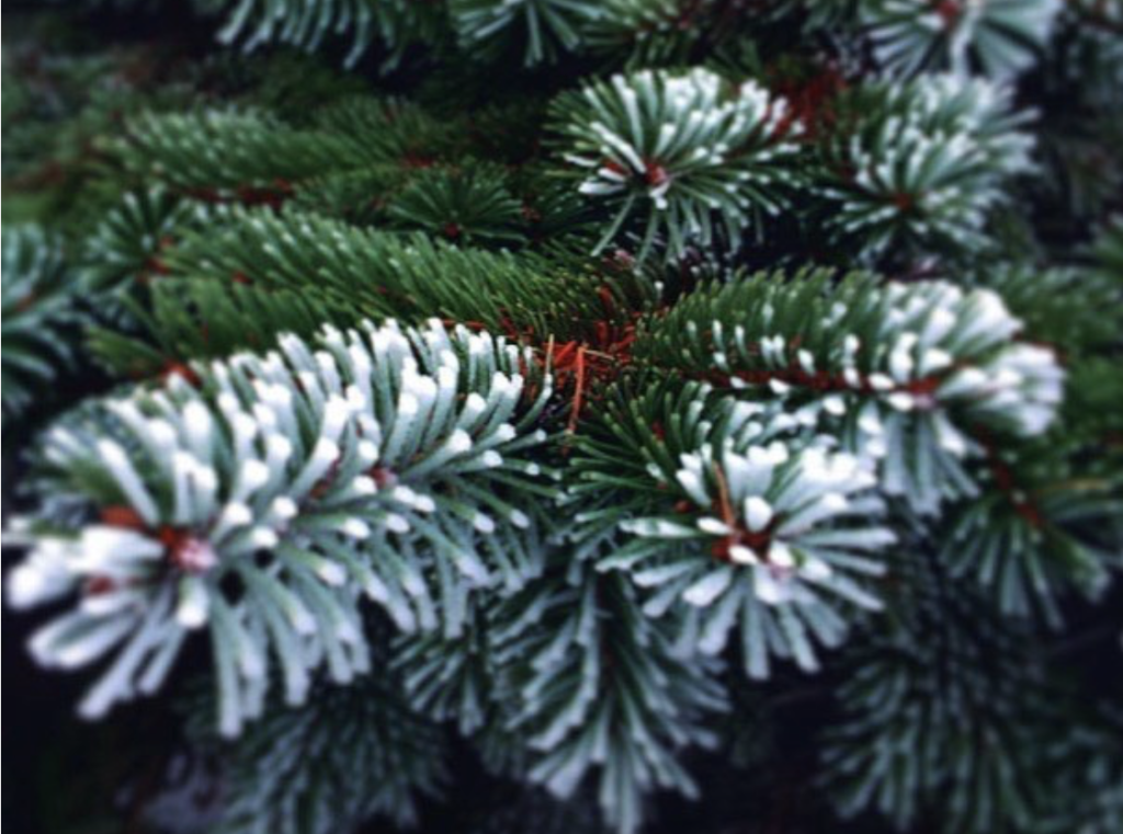 Frosty pine branches in the winter in Lowell, Michigan.