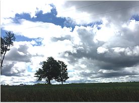 Trees on the horizon on a blue sky with white clouds.