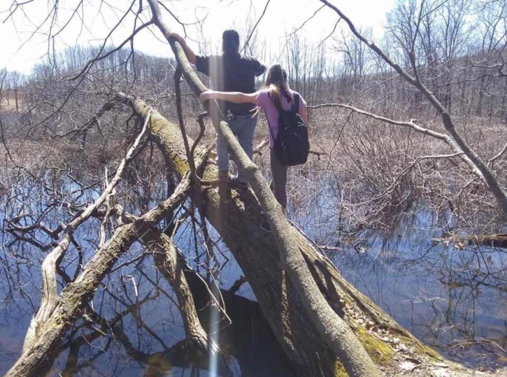 A hiking couple walking on a tree that has fallen over a marshy area in Mattawan, Michigan in the fall.