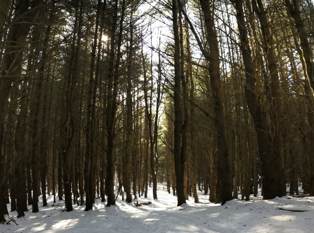A dense forest in Oshtemo, Michigan in the winter time on a sunny day.