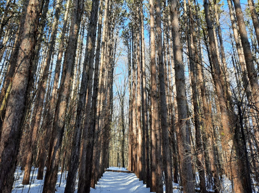 A dense forest of tall pines in Portage, Michigan on a winter sunny day.