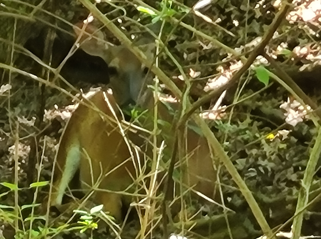 Deer hiding and peeking through tall grass and underbrush in a wooded area.