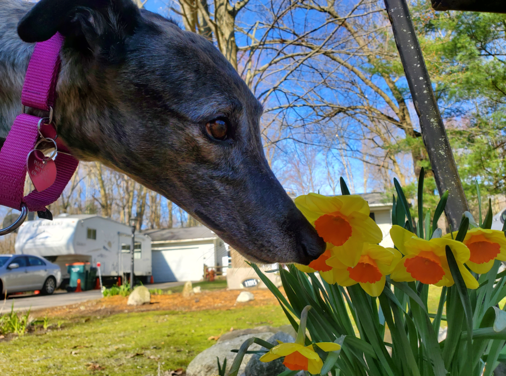 A grey brindle dog stopping to smell yellow and orange flowers on a clear early spring day in Tallmadge, Michigan.