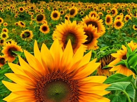A field of sunflowers in Maple Hill Farm in Zeeland, Michigan.