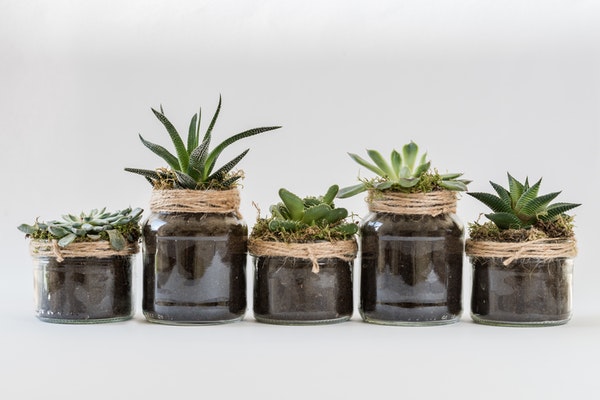 Five succulent plants in a row in small glass jars with twine wrapped around the lip of the jars.