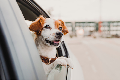 Happy brown and white dog wearing red collar hanging head out car window