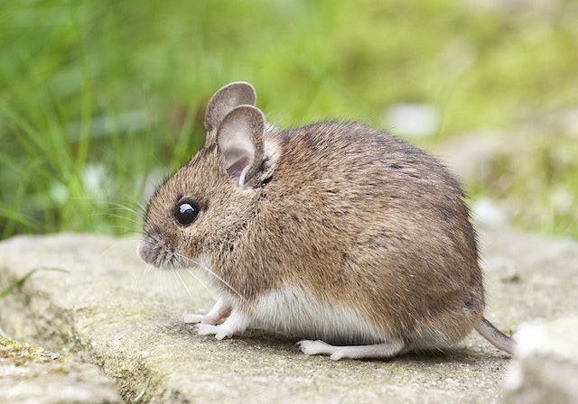 Brown and white mouse sitting on concrete next to grass
