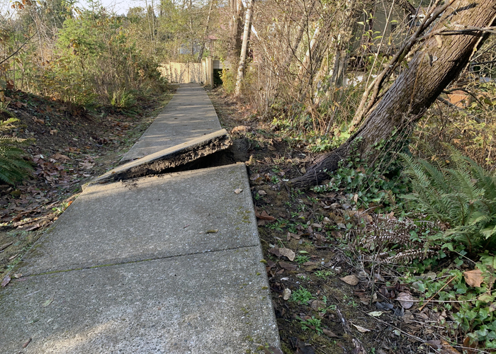 Photo of a sidewalk that has been displaced by the root system of a large tree.
